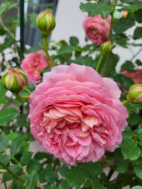 David Austin Roses | Jubilee Celebration, at the beginning of flowering Jubilee Celebration Rose, David Austin, David Austin Roses, Rose Flower, Austin, Celebrities, Flowers