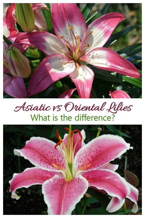 Asiatic and Oriental lilies Growing Lilies, Types Of Lilies, Ang Pow, Lily Care, Fall Gardening, Flower Varieties, Lily Garden, Gardening Inspiration, Lily Bulbs