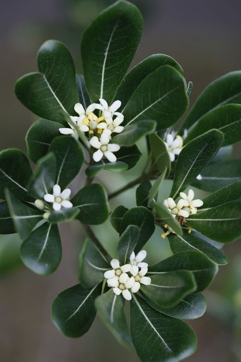 Mock Orange Shrub, Pittosporum Tobira, Fast Growing Shrubs, Shrubs For Privacy, Fast Growing Evergreens, Twig Dogwood, Privacy Plants, Lilac Bushes, Privacy Landscaping