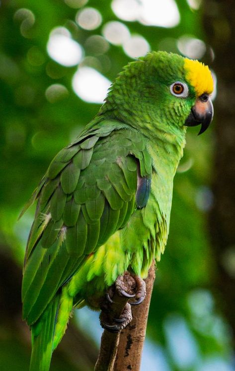 Green Parrot Bird, Amazon Parrots, Amazon Birds, Beautiful Parrots, Green Parrot, Monkey And Banana, Amazon Parrot, Exotic Bird, Parrot Bird