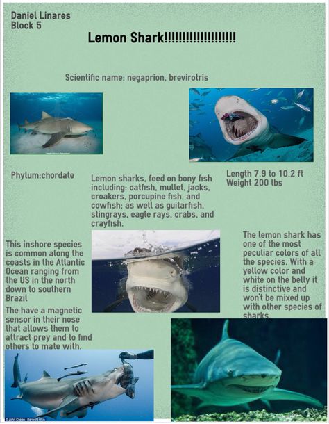 Lemon Shark Aesthetic, Know Your Sharks, Lemon Shark Drawing, Anatomy Of A Shark, Shark Special Interest, Lemon Shark Facts, Shark Fun Facts, Shark Infographic, Nurse Shark Facts