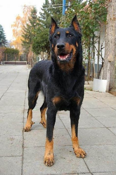 German Shepherd Doberman mix French Shepherd, Beauceron Dog, Chien Cane Corso, Norwegian Lundehund, Doberman Mix, Dog German, Guard Dog, Yorkshire Terrier Puppies, Beautiful Dog