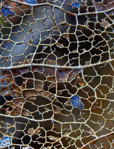 Nature Texture, Macro Photography Nature, Leaf Skeleton, Growth And Decay, Natural Structures, Texture Inspiration, Design Textile, A Level Art, Blue And Brown