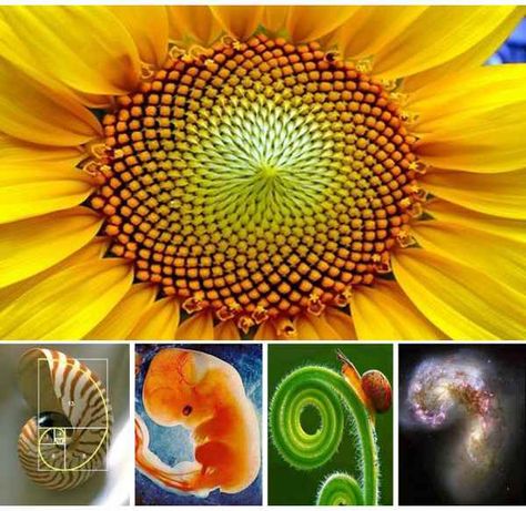 Naturaleza Fractal. Geometría Sagrada y Números. Windows Flowers, Fractals In Nature, Fibonacci Spiral, Crop Circles, Patterns In Nature, Belleza Natural, Sacred Geometry, Paper Lamp, Nature Art