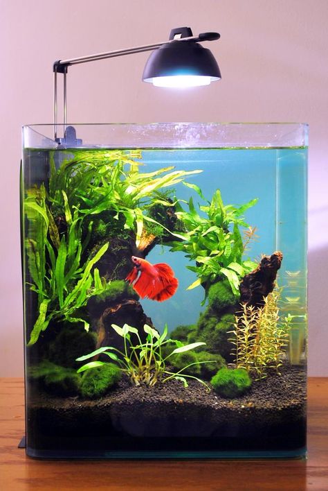 The Planted Tank Forum Aquarium Design Ideas, Fish Tank Themes, Fish Tank Terrarium, Amazing Aquariums, Taman Air, Cool Fish Tanks, Fish Tank Design, Aquascape Design, Betta Aquarium