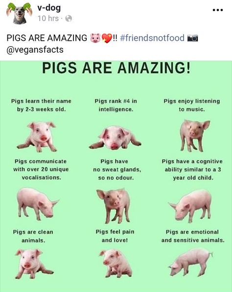 Vegan Facts, Animal Activism, Animal Agriculture, Vegan Quotes, Why Vegan, Factory Farming, Animal Liberation, Sweat Gland, Pig Farming