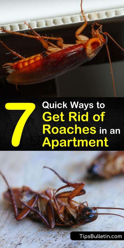 Home Remedies For Roaches, Tidy Tips, Roach Infestation, Kill Roaches, Flea Prevention, Best Pest Control, Bug Control, Vinegar Cleaning, Diy Remedies