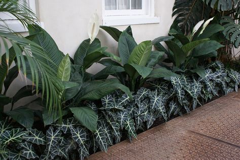 Spathiphyllum 'Sensation', Alocasia x amazonica (African M… | Flickr Spathiphyllum Sensation, Courtyard Plants, Indoor Tropical Plants, Vertical Garden Plants, Walkway Landscaping, Side Yard Landscaping, Tropical Garden Design, Tropical Backyard, Courtyard Gardens Design