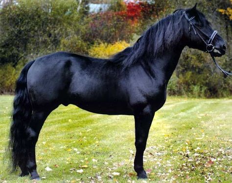 The Canadian ... Other names  French Canadian Horse ... Country of origin  Canada ...  Scientific name  Equus ferus caballus Horsey Sauce, Canadian Horse, Horse Herd, Pony Breeds, Horse Pics, Equine Therapy, Shire Horse, French Canadian, Horse Dressage