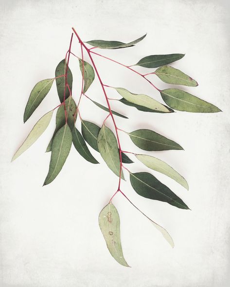 Eucalyptus Sprig One at ArtfullyWalls, undefined Gray Wall Art, Wood Gallery Frames, Eucalyptus Trees, Flower Outline, Sea Photography, Grey Wall Art, Dye Fabric, Painting Inspo, Framing Photography