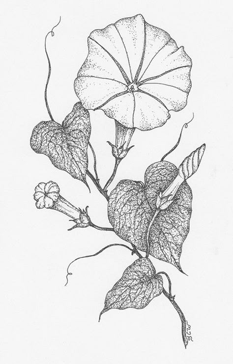 Morning Glory Flowers Drawing, Moonflower Drawing, Moon Flower Drawing, Flowers Drawing Tattoo, Sketch Moon, Morning Glory Tattoo, Basic Sketching, Blue Morning Glory, Morning Glory Flowers