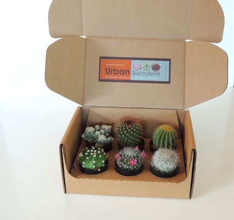 Cactus Centerpiece, Kaktus Dan Sukulen, Wood Box Centerpiece, Cactus Gift, Cactus Gifts, Succulent Garden Diy, Mini Cactus, Succulent Gifts, Gifting Ideas