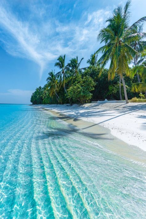 Glistening turquoise waters leading to a white sand beach with palm trees. Private Island, Maldives, Palm Trees, The Beach, Trees, Water, Travel, White