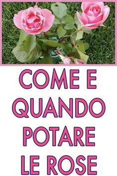 La potatura delle rose è un passo fondamentale per avere delle piante forti e belle. Ma quando farlo e come? Vediamo insieme alcuni suggerimenti. Landscape Design Diy, Pruning Roses, Maria Rose, Rose Belle, Green Inspiration, Creative Gardening, Diy Plants, Outdoor Plants, Garden Paths