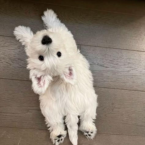 Small Dog Aesthetic, Meditation Before Bed, Baby Animals Cute, Wholesome Dog, Pants Woman, Very Cute Dogs, Puppies And Kitties, Pretty Animals, West Highland White Terrier