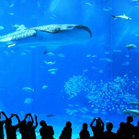 "Discover the magic of Okinawa's Churaumi Aquarium! From giant whale sharks to vibrant coral reefs, this 6-hour journey is an unforgettable experience. Perfect for families and ocean lovers alike. Don’t miss the dolphin show and deep-sea creatures! #JAPANTRAVELSIGHTS #Okinawa #ChuraumiAquarium #WhaleShark #TravelJapan #ExploreOkinawa #AquariumAdventure #FamilyTravel #OceanLife #DiscoverJapan" Churaumi Aquarium, Giant Whale, Dolphin Show, Whale Sharks, Deep Sea Creatures, Coral Reefs, Whale Shark, Ocean Lover, Ocean Life