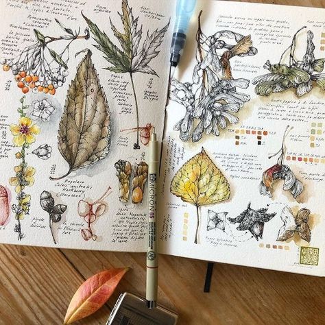 Nature Journal Ideas, Plants Sketch, Nature Sketching, Ant Drawing, Nature Journals, Plant Sketches, Botanical Sketchbook, Field Journal, Trendy Plants