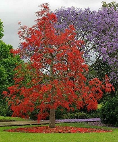 Seed Raising, Miracle Tree, Jacaranda Tree, Flame Tree, Baobab Tree, Bottle Tree, Tree Seeds, Native Garden, Tree Care