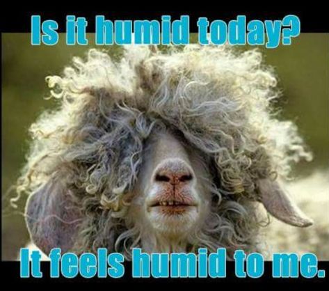 Humid hair funny Curly Hair Jokes, Hair Jokes, Laugh Of The Day, Church Humor, Funny Sheep, Christian Humor, Curly Girl Hairstyles, Picture Captions, Bad Hair Day