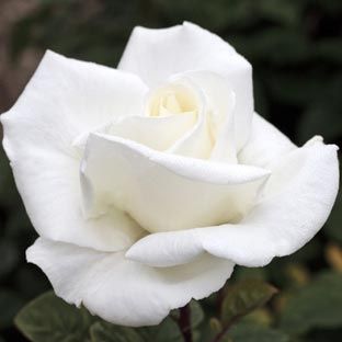 Rosier : conseils d'entretien Blackberry Phones, Rose Belle, Love Flowers, Beautiful Roses, White Roses, Florist, Beautiful Flowers, Blossom, Roses