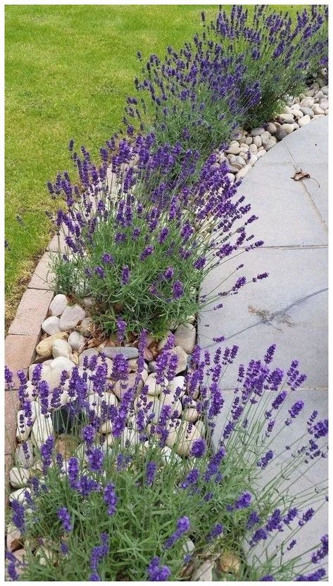 45 simple front yard landscaping ideas on a budget 33 Landscaping Layout, Small Front Gardens, Cheap Landscaping Ideas, Architecture Sketches, Front Garden Landscape, Small Front Yard Landscaping, Landscaping Flowers, Front Yard Design, Low Maintenance Landscaping