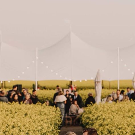 THE STYLING STORE EVENTS on Instagram: "According to my event enquiries Mikhalia + Paul are starting the canola paddock wedding trend and I’m all for it 🐝" Paddock Wedding, Wedding Trends, On Instagram, Instagram