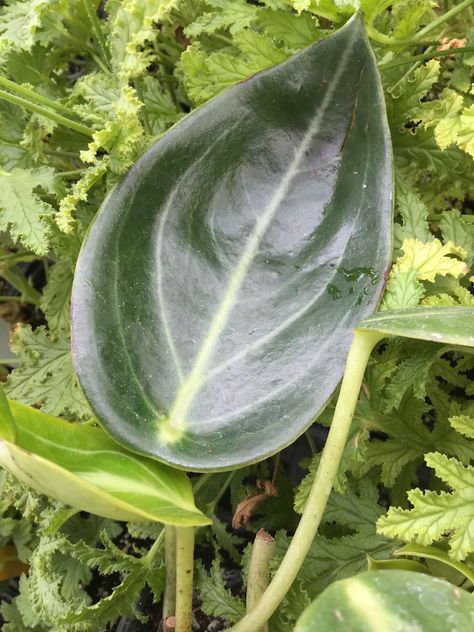 Peperomia Maculosa, Dark Green Leaves, Free Plants, Make It Easy, Plant Mom, Green Leaves, Indoor Plants, House Plants, Succulent