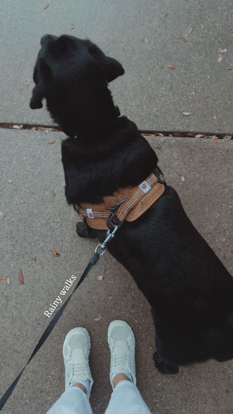 Dogs Astethic, Walking Dogs Aesthetic, Dog Walks Aesthetic, Walking The Dog Aesthetic, Dog Walker Aesthetic, Doggo Aesthetic, Dog Astethic, Dog Walk Aesthetic, Dog Walking Aesthetic