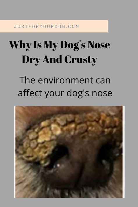 Crusty Dog, Dog Nose Balm, Dogs Nose, Dry Dog Nose, Dog Balm, Dry Nose, Dog Remedies, Dog Needs, Dog Nose