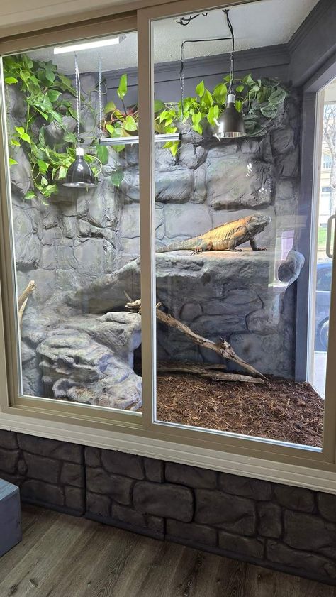 Iguana Enclosure Indoor, Tegu Lizard Enclosure, Diy Lizard Enclosure, Beardie Enclosure Ideas, Iguana Terrarium, Boa Constrictor Enclosure, Praying Mantis Enclosure, Bearded Dragon Vivarium Ideas, Reptile Enclosure Ideas