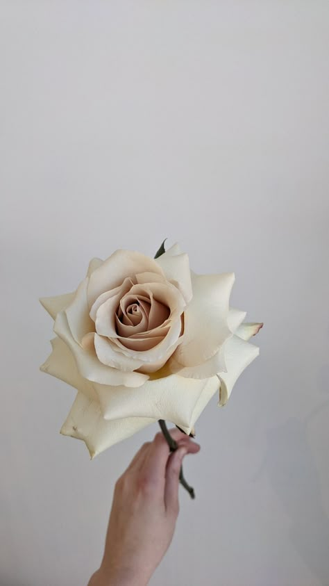 Reflexed Roses, Quicksand Rose, Paper Flower Centerpiece, Off White Flowers, Peony Cake, Champagne Roses, Paper Flower Centerpieces, Rose Coffee, Flower References