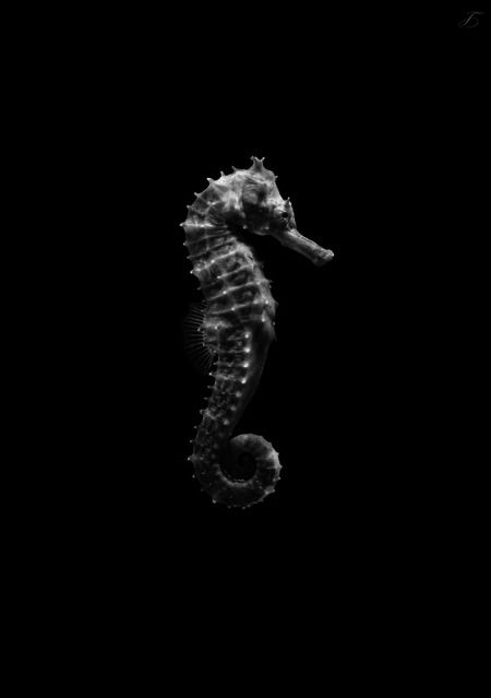 Black and white seahorse | Tumblr Seahorse Aesthetic, Seahorse Photography, Textiles Gcse, Dark Academia Wallpaper, Watercolor Nature, Black Ocean, Academia Wallpaper, The Awakening, Beautiful Sea Creatures