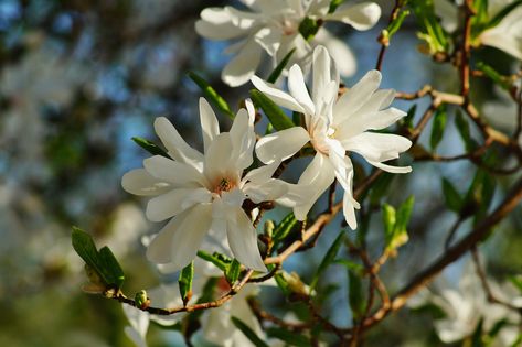 Star Magnolia Guide: How to Grow and Care for Star Magnolias - 2022 - MasterClass Star Magnolia Shrub, Magnolia Shrub, Trees For Small Gardens, Magnolia Bush, Star Magnolia, Short Trees, Japanese Magnolia, Weeping Trees, Growing Trees