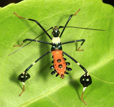 Leaf-footed Bug (Diactor bilineatus). Spotted by Tom15 in Guyana. Leaf Footed Bug, Weird Insects, Interesting Insects, Creepy Crawlers, Cool Insects, Bugs Life, Cool Bugs, Beetle Bug, Beautiful Bugs