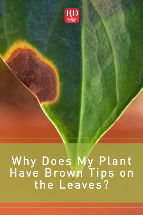 Noticing brown tips on leaves of your indoor plants? Solve the problem with proper watering and fertilizing tips from a gardening expert. #plants #planttips Debugging Plants To Bring Inside, Plant Deficiency Leaves, Brown Spots On Monstera Leaves, Large Leaf Plants, Plant Diseases Identification Leaves, Plant Leaves Turning Brown, Leaves Meaning, Brown Tips, Solve The Problem