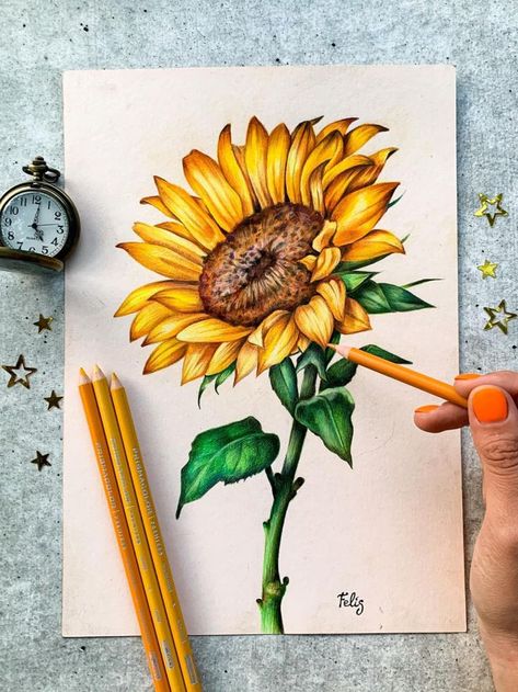 ✏: @marghertiafelias Sunflower Colored Pencil Drawing, Flower Sketches Colored Pencil, Colour Pencil Art Flowers, Colorful Colored Pencil Art, Sunflower Colour Pencil Drawing, Colored Pencil Sunflower, Animal Drawings Colour, Art Sketches Colored Pencils, Sunflower Drawing Pencil Sketch