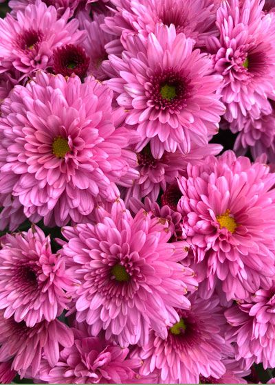 Falling for Mums - Neil Sperry's GARDENS November Flower, Potted Mums, Blog Wallpaper, Mums Flowers, Wonderful Flowers, Chrysanthemum Flower, Beautiful Flowers Wallpapers, Garden Soil, Autumn Garden