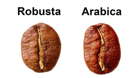 The top ten differences between Robusta and Arabica coffee beans #food #healthy #healthyfood Espresso Tips, Coffee 101, Coffee Beans Photography, Arabica Robusta, Coffee Brands, Coffee Health, Robusta Coffee, Fresh Coffee Beans, Arabica Coffee Beans