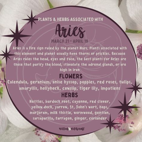 Aries Witchcraft, Herbs Of Aries, Aries Herbs, Herbs For Aries, Zodiac Herbs, Aries Flower, Aries New Moon Ritual, Aries Core, Aries Correspondences