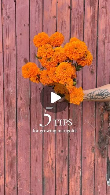 nikki - flower farmer on Instagram: "Marigolds are one of my FAVOURITE cut flowers 🧡💛

I personally love their smell, and their colours are incomparable. We grow Giant Yellow and Giant Orange (pictured), as well as Coco Gold, White Swan, and Tango Mix (which is a filler not a focal like the others). Want to grow marigolds as a cut flower in your garden? Here are our recs:

1. Start your seed now! (If you’re in zone 3). Marigolds want 4-6 weeks before being planted out, and they are absolutely not frost tolerant, so don’t try and cheat the system. 

2. If you’re sowing in small soil blocks, be sure to press the black/brown end of the marigold seed firmly into the block, as they have a tendency to shift a lot while germinating. Germinate at 24-27C.

3. Bump into large blocks or cells at 2- Soil Blocks, Growing Marigolds, Flower Farmer, Marigold Flower, White Swan, Cut Flowers, The Block, Tango, My Favourite