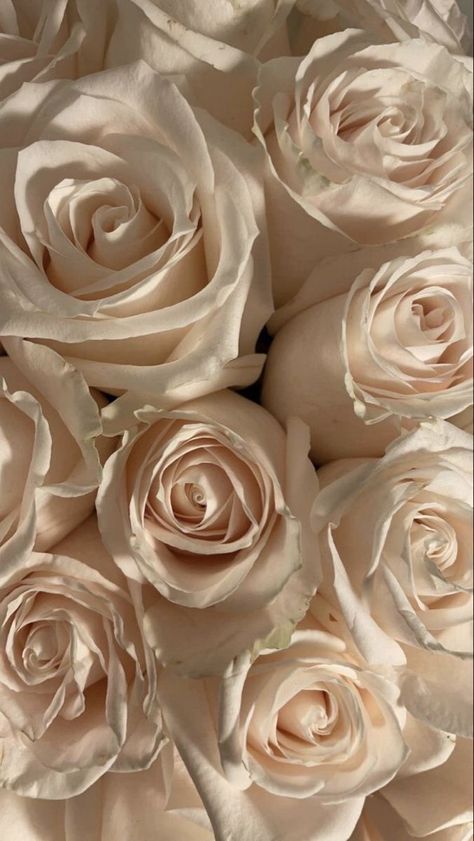 White Roses Wallpaper, Rosé Aesthetic, Cream Aesthetic, Bouquet Arrangements, Apple Watch Faces, Cream Flowers, Islamic Wallpaper, Beige Aesthetic, Rose Wallpaper