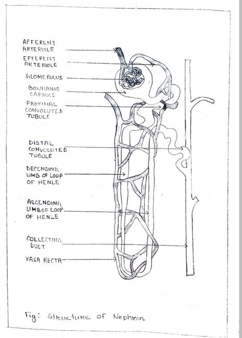 Structure Of Nephron, To Draw, Humanoid Sketch, Drawings, Quick Saves, Art