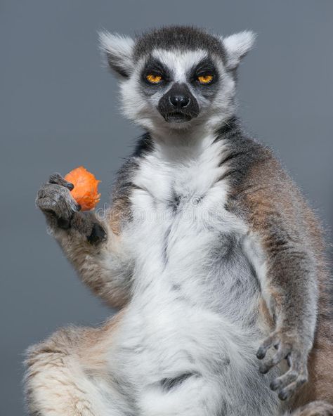 Ring Tailed Lemur Eating Carrot. A Ring Tailed Lemur eats its lunch at Taronga Z , #Affiliate, #Eating, #Carrot, #Lemur, #Ring, #Tailed #ad Ring Tailed Lemur, Holding Fruit, Animal References, Animal Study, Interesting Animals, Unusual Animals, Baby Puppies, Primates, Animal Planet