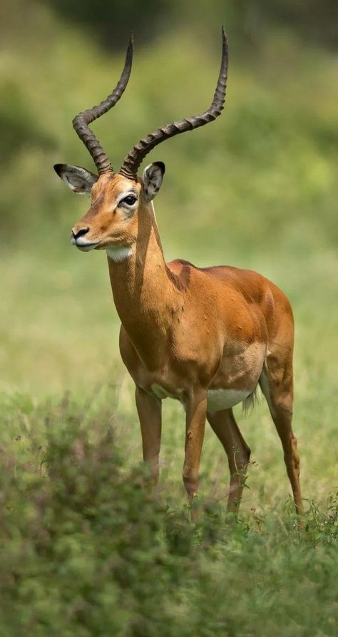 Animals Preschool Crafts, Wallpaper Woodland, African Animals Photography, African Wildlife Photography, Animals Preschool, Animal Photography Wildlife, Exotic Pet, Wild Animals Photography, Ground Squirrel