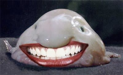 funny Blobfish Blob Fish In Water, Ugliest Animal, Cute Blobfish, Ugly Creatures, Fish Meme, Blob Fish, Water Blob, Scary And Funny, Fish In Water