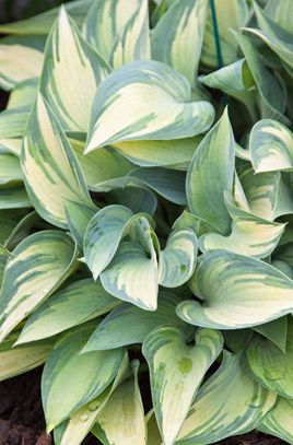 Plantain Lily, Hosta Gardens, Buy Plants Online, Meteor Garden 2018, Wildlife Gardening, School Garden, Plant Spacing, Gardening Advice, Herbaceous Perennials