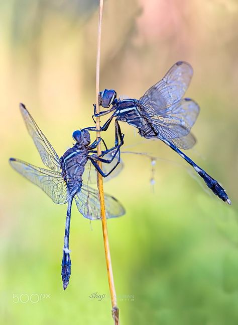 Dragonflies Insects Art, Dragonfly Artwork, Dragonfly Images, Dragonfly Photography, Dragonfly Photos, Dragon Flys, Dragonfly Painting, Tattoos Infinity, Gossamer Wings