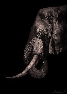 1000+ ideas about African Elephant on Pinterest | Elephants, Baby ... Animal Africa, Elephant Portrait, Elephant Photography, Elephants Never Forget, Save The Elephants, Elephant Love, Elephant Art, Foto Art, African Elephant