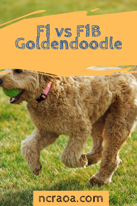 Goldendoodle Full Grown, Medium Goldendoodle, F1 Mini Goldendoodle, Golden Doodle Puppies, Mini Goldendoodles, F1b Goldendoodle, Dog Doodle, Dog Crossbreeds, Doodle Puppies