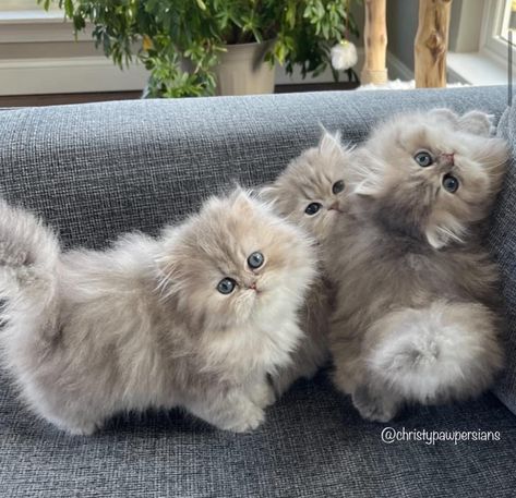 Himalayan Cat Kitten, Himalayan Persian Cats, Cute Fluffy Kittens, Munchkin Kitten, Persian Kittens For Sale, Persian Kitten, Happiest Of Birthdays, Cute Puppies And Kittens, Persian Cats